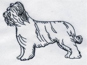 Briard