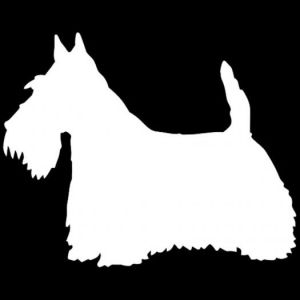 Car sticker - scottish terrier 