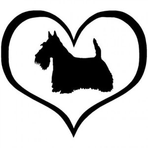 Car sticker - scottish terrier 